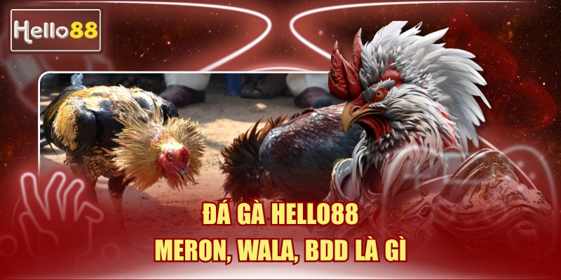 đá gà Hello88: Meron, Wala, BDD là gì